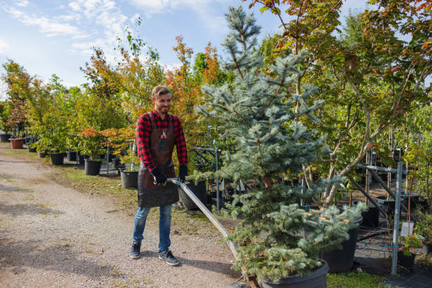 How Our Tree Care Process Works  in Ross, CA